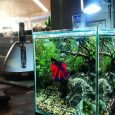 ide-aquarium-ikan-cupang-keren