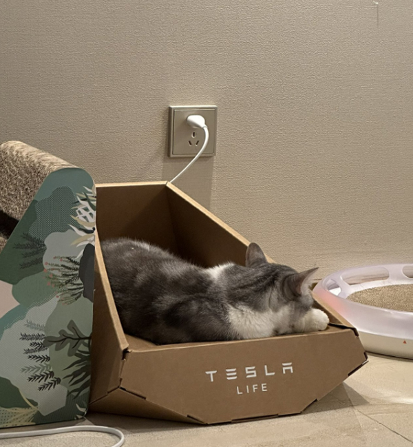 desain-tempat-tidur-kucing-terbuat-dari-karton
